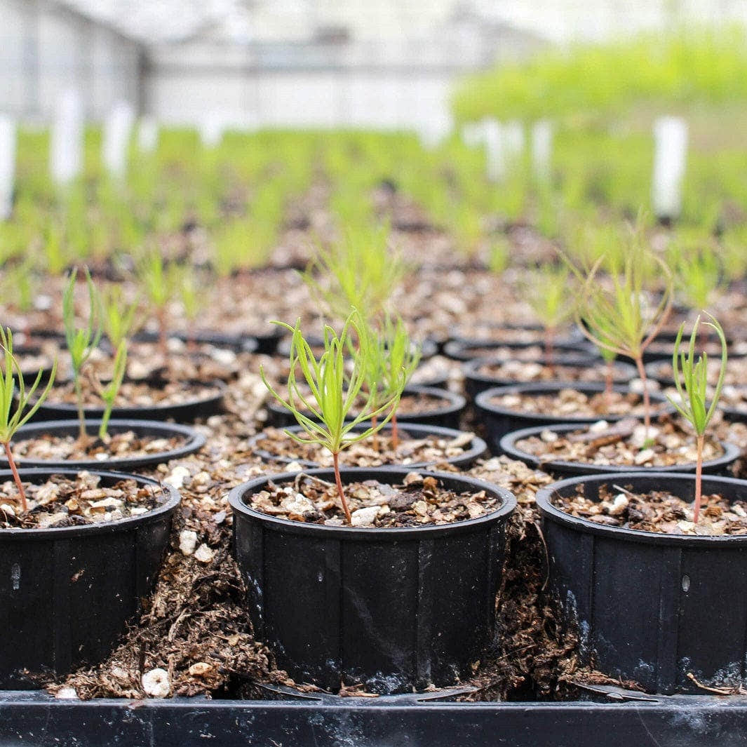 Plant et tre med oss One Tree Planted Veldedighet