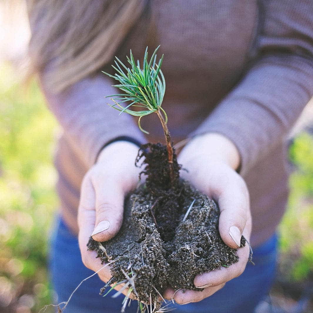 Plant et tre med oss One Tree Planted Veldedighet